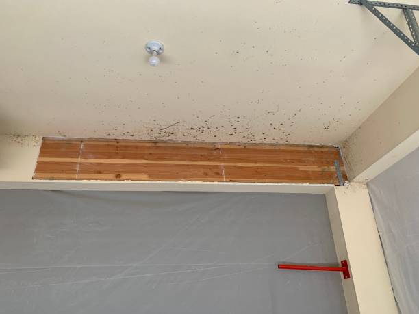 Best Mold-Related Health Consultation  in Lakeside, FL