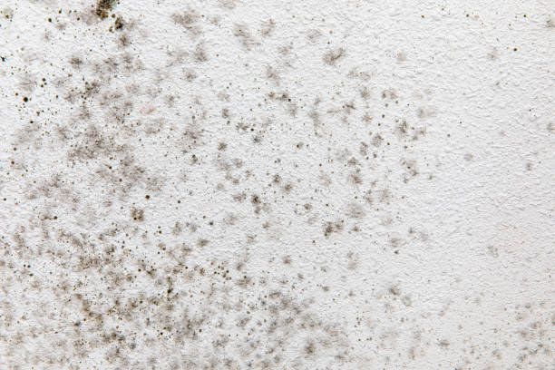 Best Indoor Air Quality Assessment  in Lakeside, FL